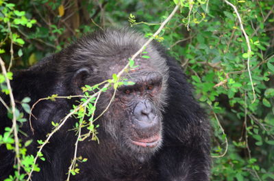 Close-up of black gorilla