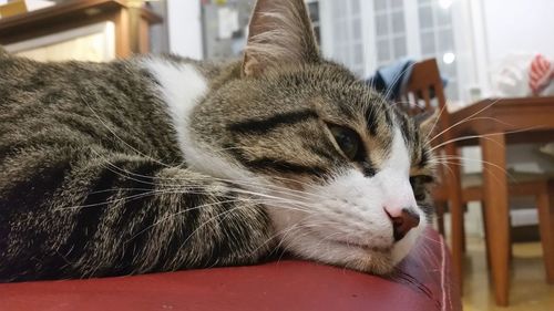 Close-up of cat at home