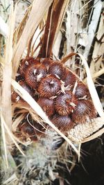 Close-up of dried plant on land