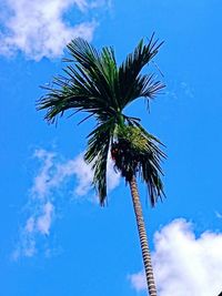 Low angle view of palm trees against blue sky