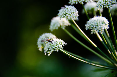 Close-up of white flowering plant