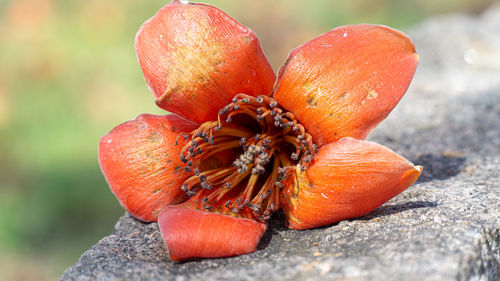 Close-up of orange fruit on plant