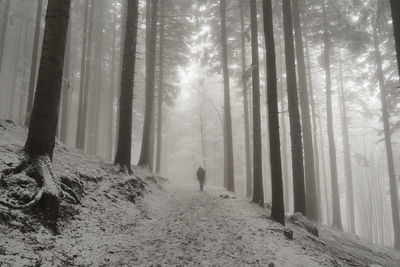 Rear view of man walking in forest