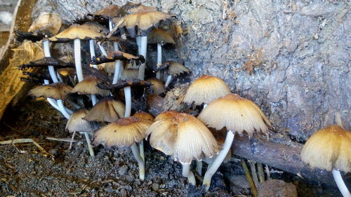 Close-up of mushrooms