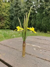 Close-up of yellow flower on table