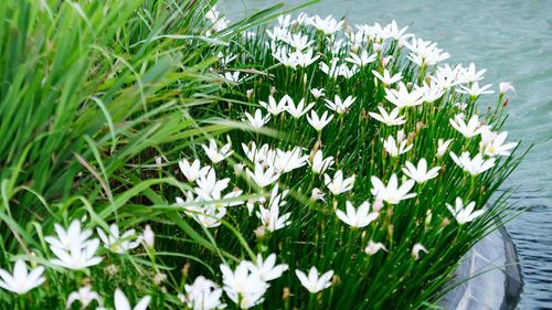 Close-up of white flowers