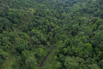 High angle view of trees in forest