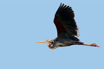 Low angle view of bird flying