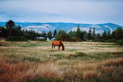 Horses in a field