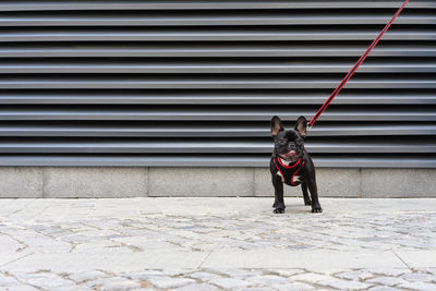 Full length portrait of dog standing against wall