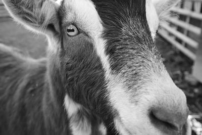 Close-up portrait of a horse