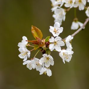 Close-up of insect on cherry blossom