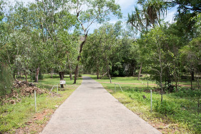 Road amidst trees in park