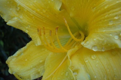 Close-up of wet yellow flower