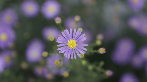 Close-up of purple flower