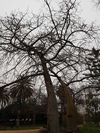 Low angle view of bare tree against sky