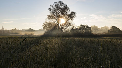 Scenic view of grassy field against sky at sunset