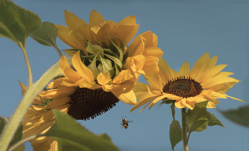 Close-up of sunflower blooming against clear sky