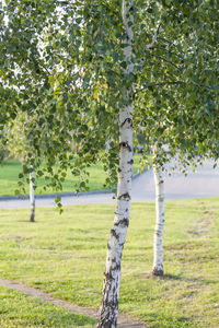 Trees on field