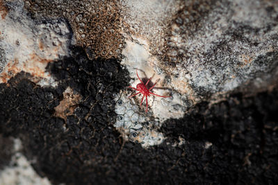 High angle view of spider on rock