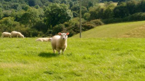 Sheep grazing on field