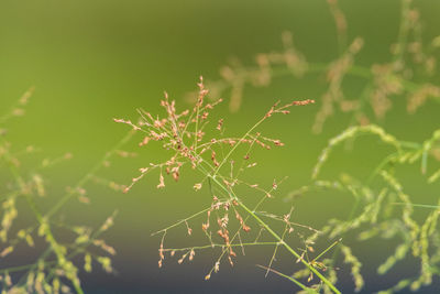 Close-up of plant