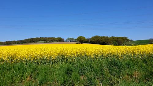 Scenic view of oilseed rape field against clear sky