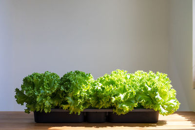 Close-up of potted plant on table