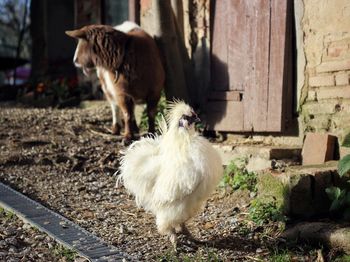 Sheep standing in farm