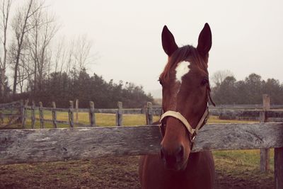 Horse grazing on field