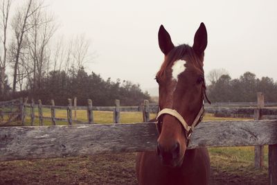 Close-up of a horse in paddock