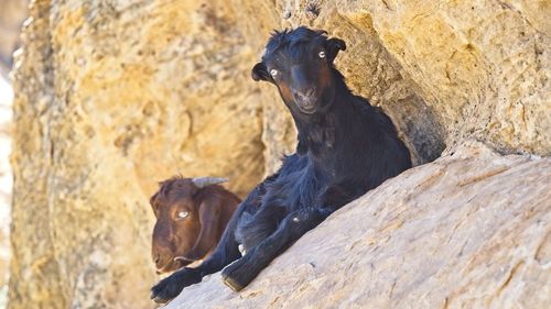 Black cat sitting on rock