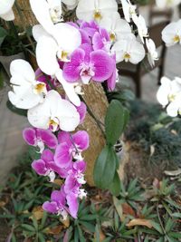 Close-up of pink flowers blooming outdoors