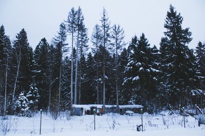 Pine trees on snow covered field during winter