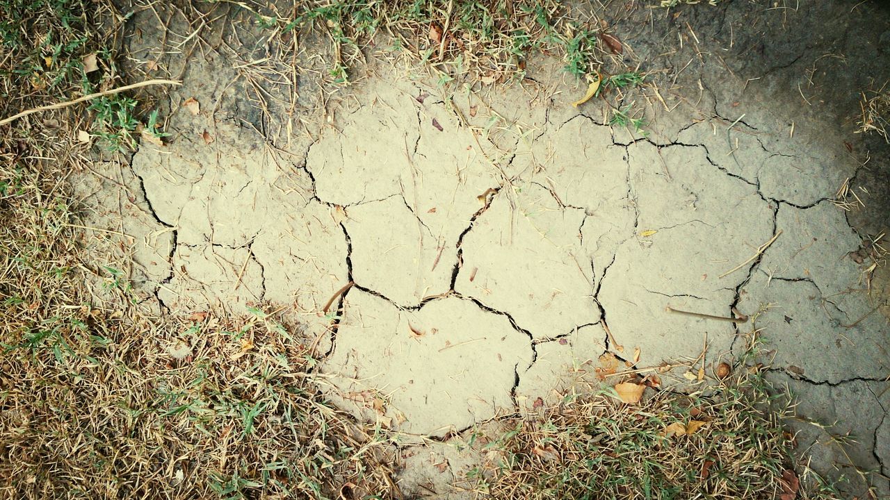 high angle view, wet, water, puddle, nature, leaf, plant, day, outdoors, street, no people, full frame, backgrounds, sunlight, ground, textured, growth, rain, close-up, sand