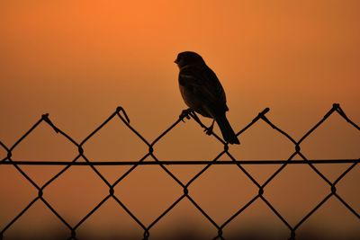 Bird perching on a fence against sunset sky