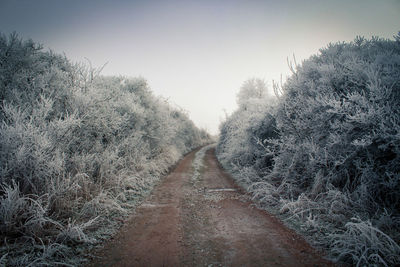 Close-up of wet trees against clear sky