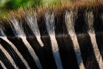 Close-up of horse