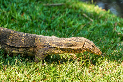 Close-up of a lizard on grass