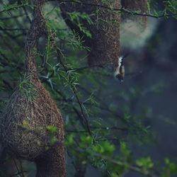 Close-up of lizard on tree trunk in forest