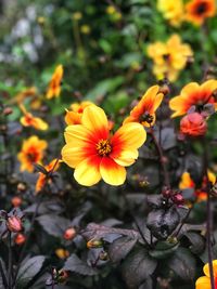 Close-up of orange flowering plant