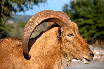 Close-up of ram on sunny day