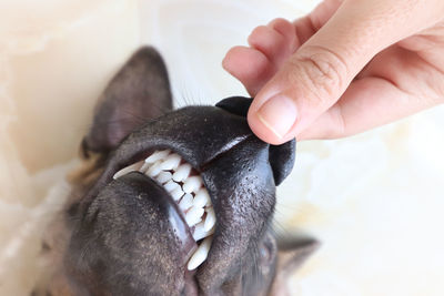 Close-up of hand holding a dog snout