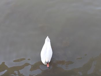 High angle view of seagull swimming in lake