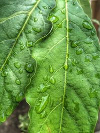 Macro shot of leaves