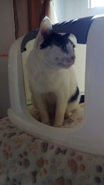 Close-up of a cat looking away