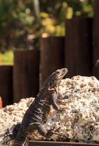 Black spinytail iguana ctenosaura similis perches on a rock at at bill baggs cape florida state park