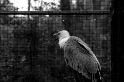 Close-up of bird perching on railing