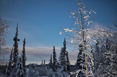 Snow covered plants against sky