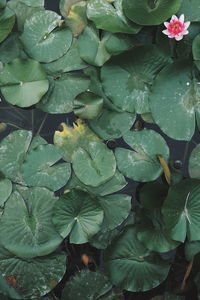 High angle view of flowering plant leaves floating on water